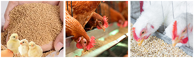 poultry feed equipment application